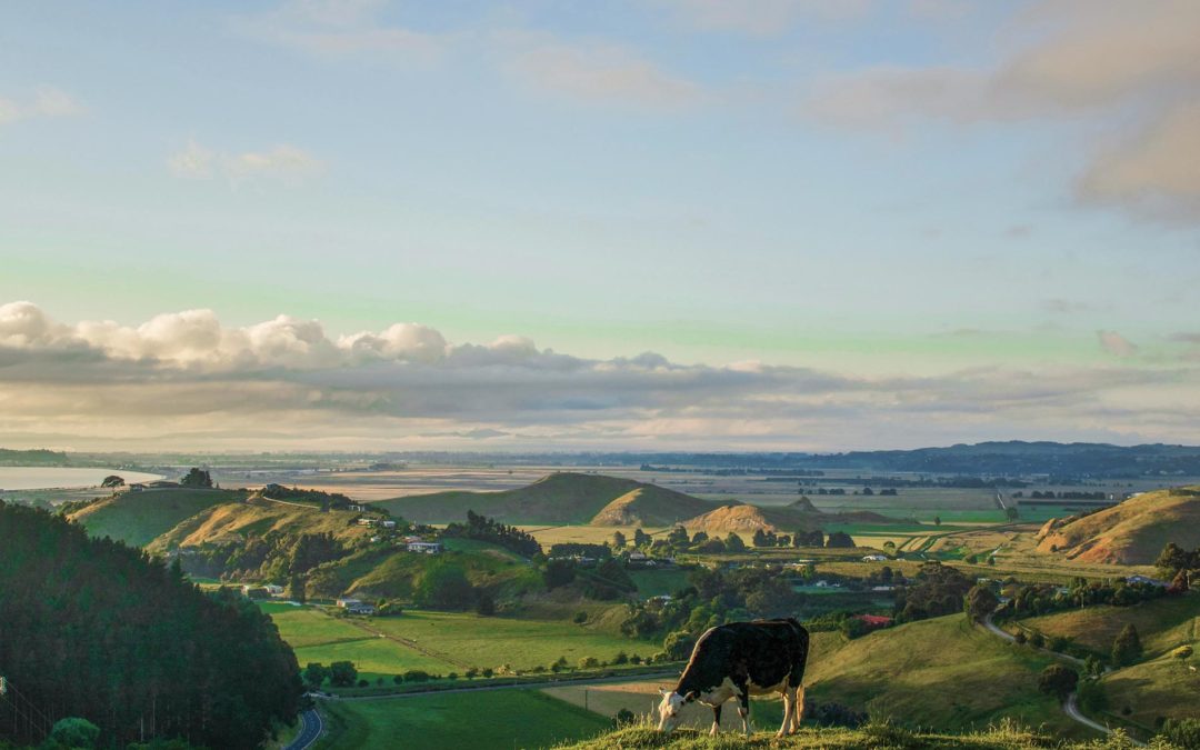 Reasons to do a Wine Tour in Hawke’s Bay