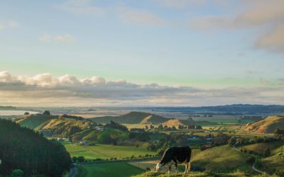 Reasons to do a Wine Tour in Hawke’s Bay