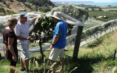 Common Mistakes during Wine Tasting in New Zealand
